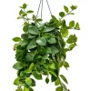 Aeschynanthus Mona Lisa - Lipstickplant