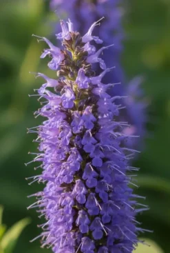 Agastache Blue Fortune - Dropplant