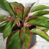 Aglaonema crete - Chinese Evergreen