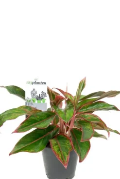 Aglaonema crete - Chinese Evergreen