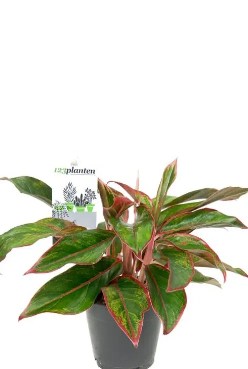Aglaonema crete - Chinese Evergreen
