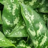 Aglaonema maria - Chinese Evergreen