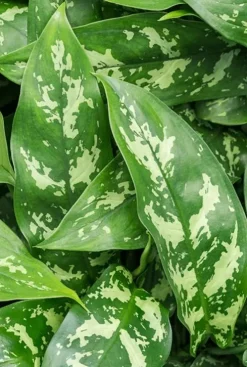 Aglaonema maria - Chinese Evergreen