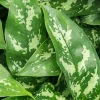 Aglaonema 'Maria' - Chinese Evergreen