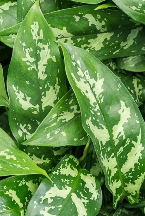 Aglaonema 'Maria' - Chinese Evergreen