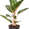 Aglaonema 'Orange Flame' - Chinese Evergreen
