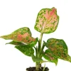 Aglaonema Red Valentine - Stekje