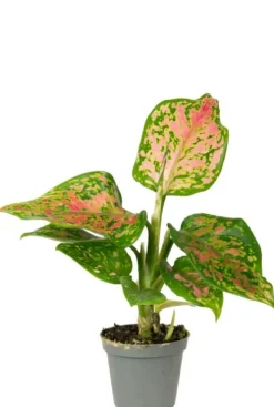 Aglaonema Red Valentine - Stekje