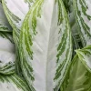 Aglaonema silver bay - Chinese Evergreen
