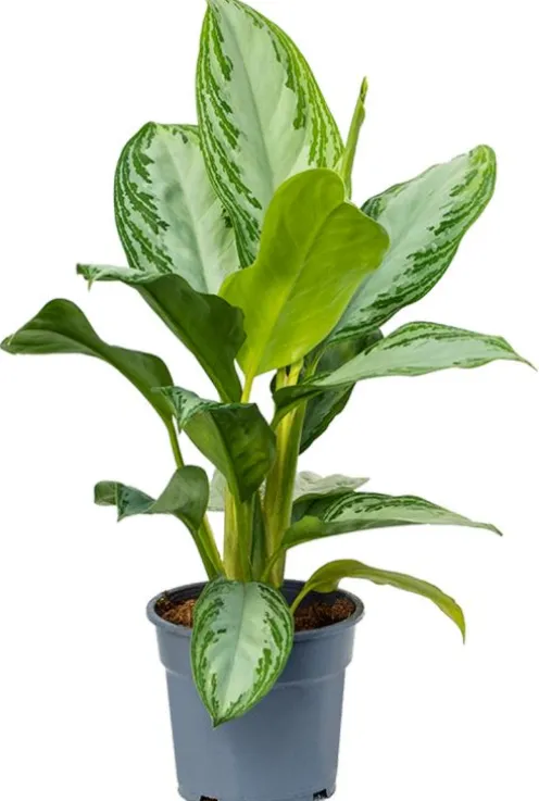 Aglaonema silver bay - Chinese Evergreen