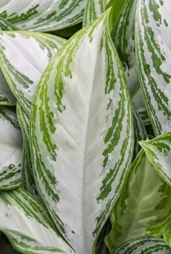 Aglaonema Silver Bay - Chinese Evergreen