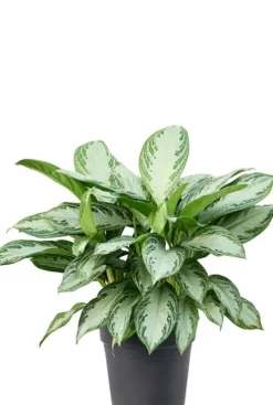 Aglaonema Silver Bay - Chinese Evergreen