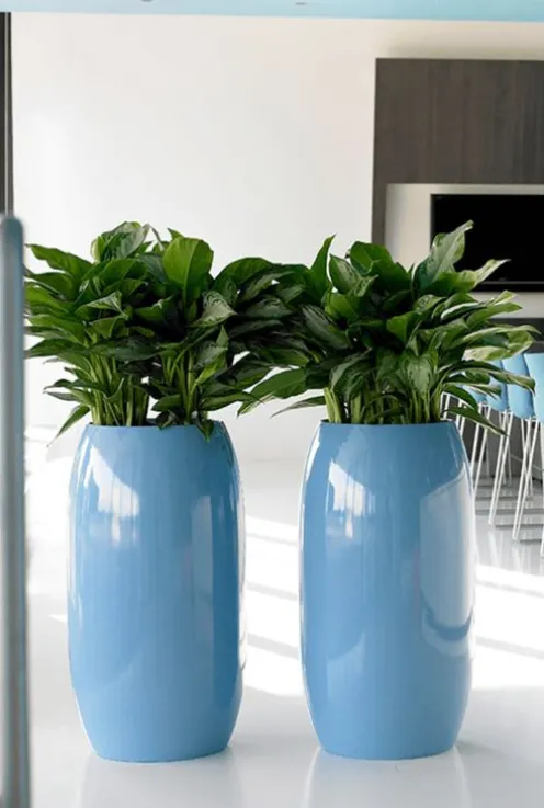 Aglaonema Silver Bay - Chinese Evergreen