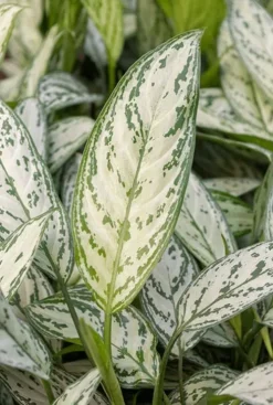 Aglaonema silver king - Chinese Evergreen