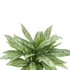 Aglaonema silver queen - Chinese Evergreen