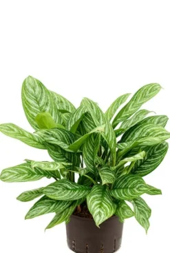 Aglaonema stripes