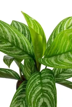 Aglaonema stripes