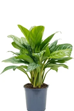 Aglaonema stripes - Chinese Evergreen