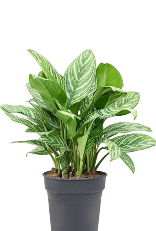 Aglaonema 'Stripes' - Chinese Evergreen