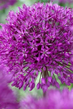 Allium Purple Sensation mix - 15 bollen