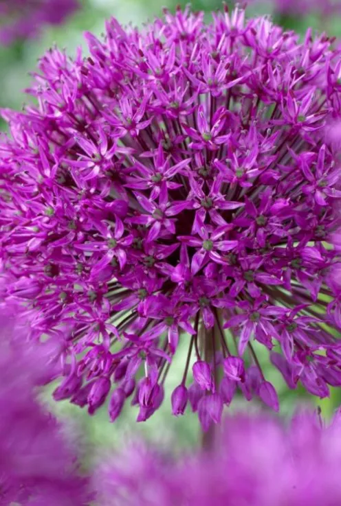 Allium Purple Sensation mix - 15 bollen