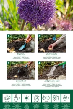 Allium Purple Sensation mix - 15 bollen