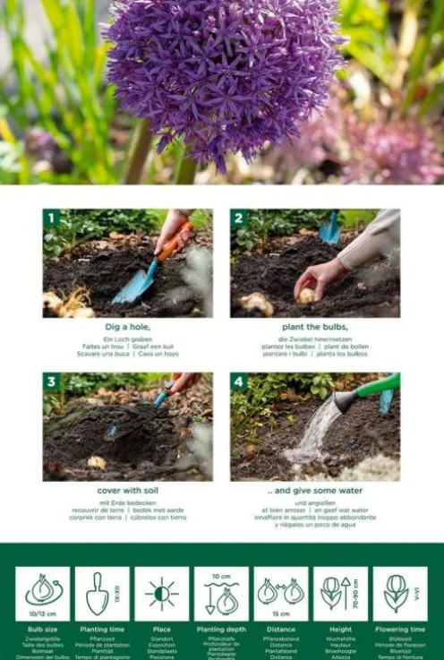 Allium Purple Sensation mix - 15 bollen