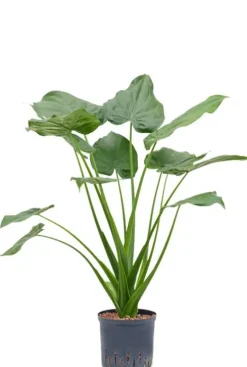 Alocasia cucullata - Olifantsoor