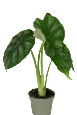 Alocasia Dragon Scale - Stekje