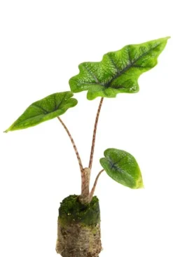 Alocasia Jacklyn - Stekje