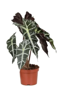 Alocasia polly - Skeletplant
