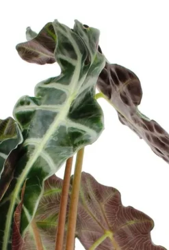 Alocasia polly - Skeletplant