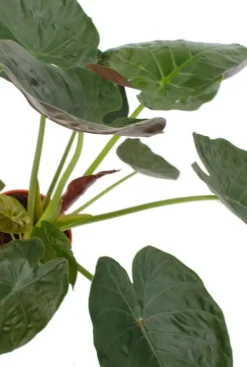 Alocasia Wentii - Olifantsoor