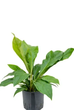 Anthurium jungle bush - Flamingoplant