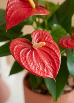 Anthurium rode bloem - Flamingoplant