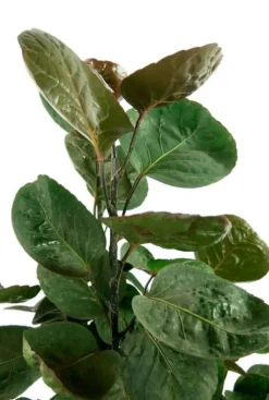 Aralia Fabian - Polyscias