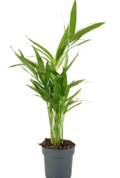 Areca Dypsis Lutescens - Goudpalm