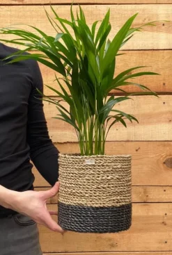 Areca - Goudpalm