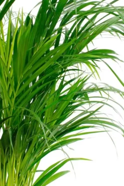 Areca - Goudpalm