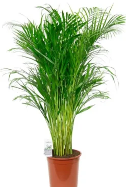 Areca - Goudpalm