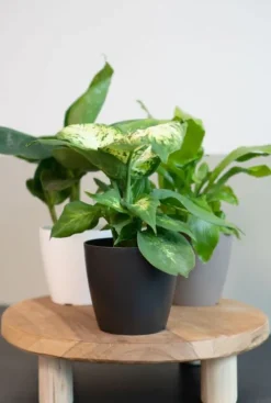 Artevasi San Remo Pot - zwart