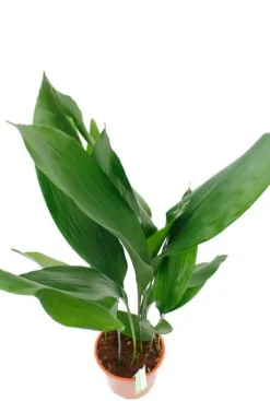 Aspidistra Eliator - Kwartjesplant