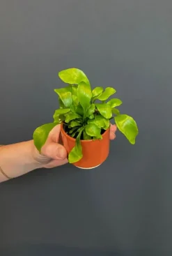 Asplenium Nidus - Stekje