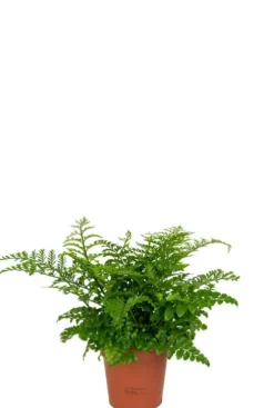 Asplenium Parvati - Streepvaren