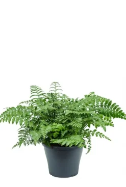Asplenium parvati - Streepvaren