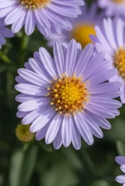 Aster dumosus Professor Anton Kippenberg - Herfstaster