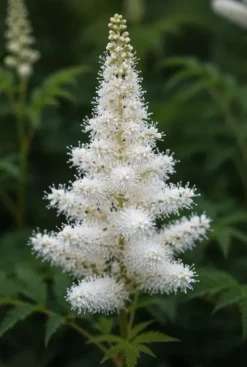 Astilbe arendsii Astary White - Pluimspirea