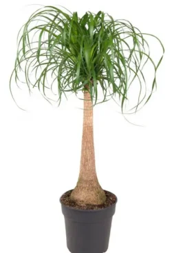 Beaucarnea recurvata - Olifantenpoot