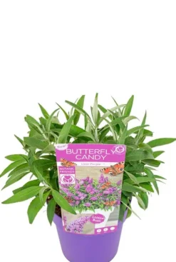 Buddleja Butterfly Candy 'Little Purple' - Vlinderstruik