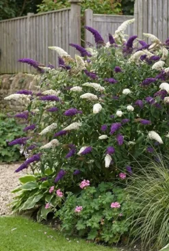 Buddleja davidii 'DUO purple/white' - Vlinderstruik